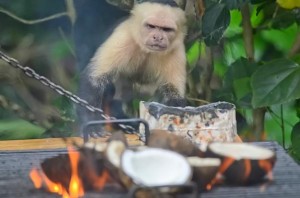 White-faced Capuchin