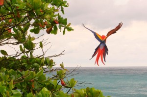 Scarlet Macaw