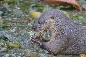 Fishing Otter