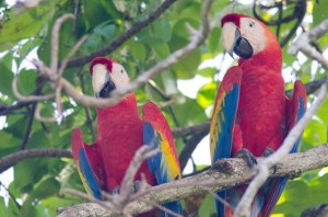 Scarlet Macaws