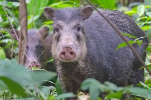 White-lipped Peccary 