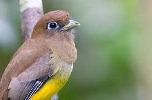 Black-throated Tanager