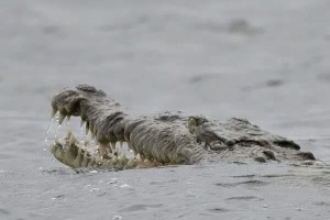 american crocodile