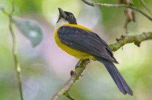 white_throated_shrike_tanager