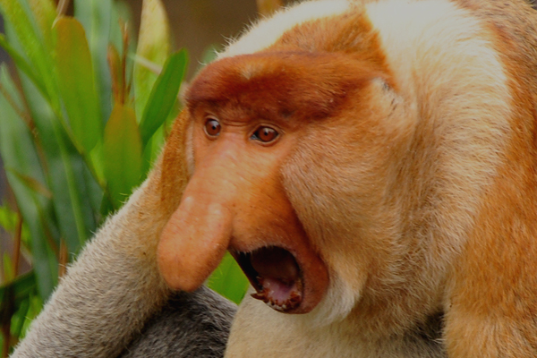 Proboscis_Monkey.jpg
