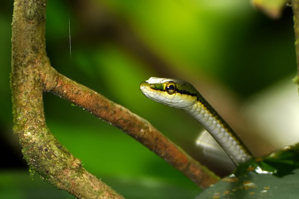 Parrot Snake Info